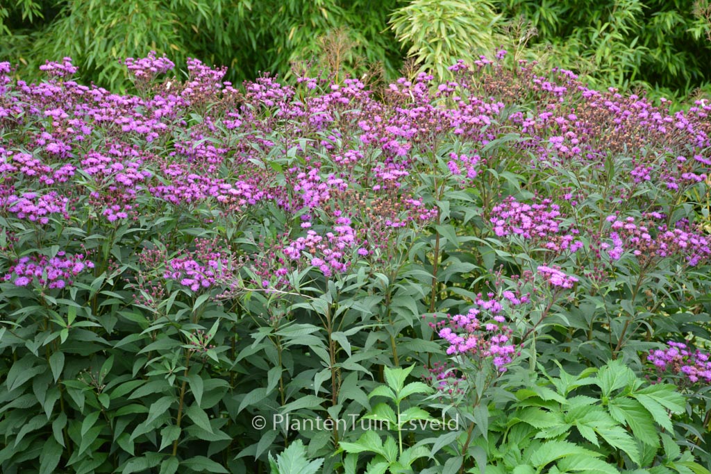 Vernonia crinita ‘Mammuth’