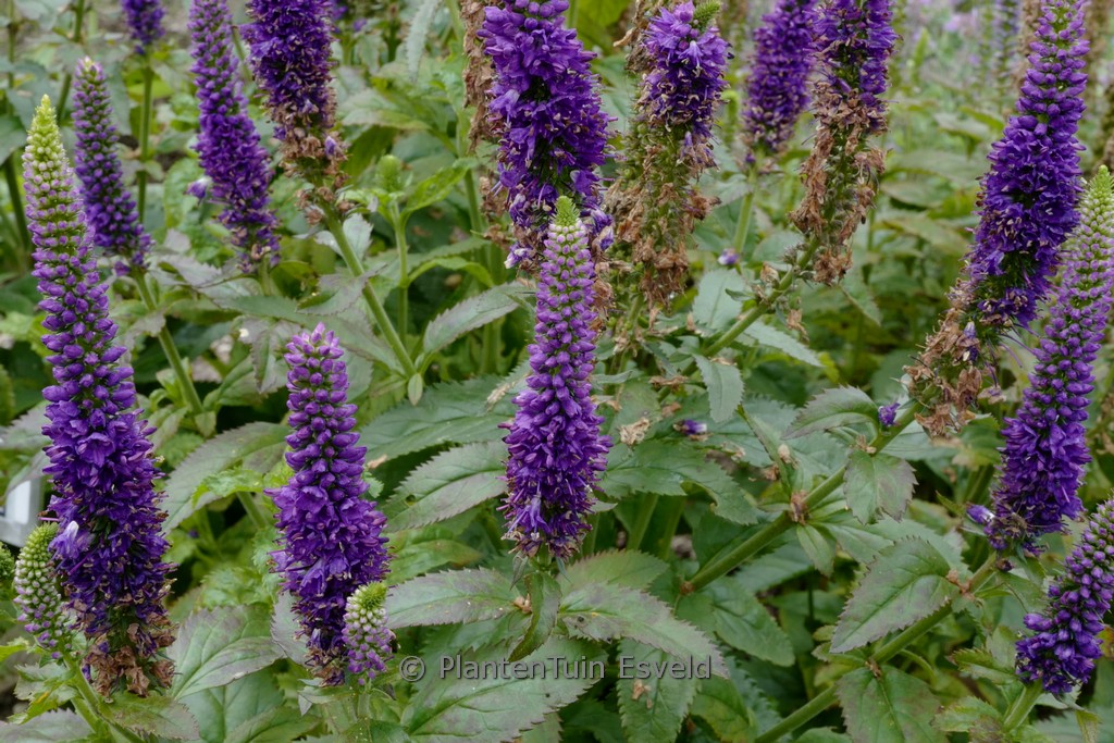 Veronica ‘Blue Indigo’