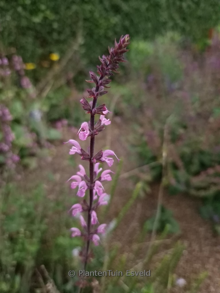 Veronica ‘Madame Mercier’