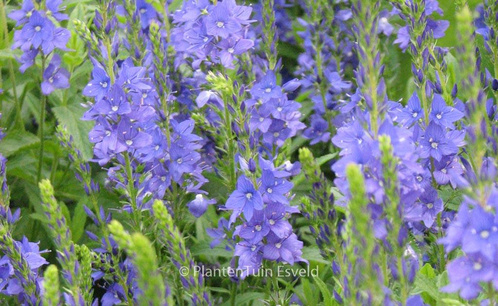 Veronica austriaca ‘Knallblau’