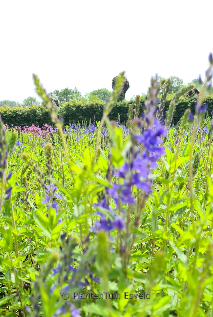 Veronica austriaca ‘Royal Blue’