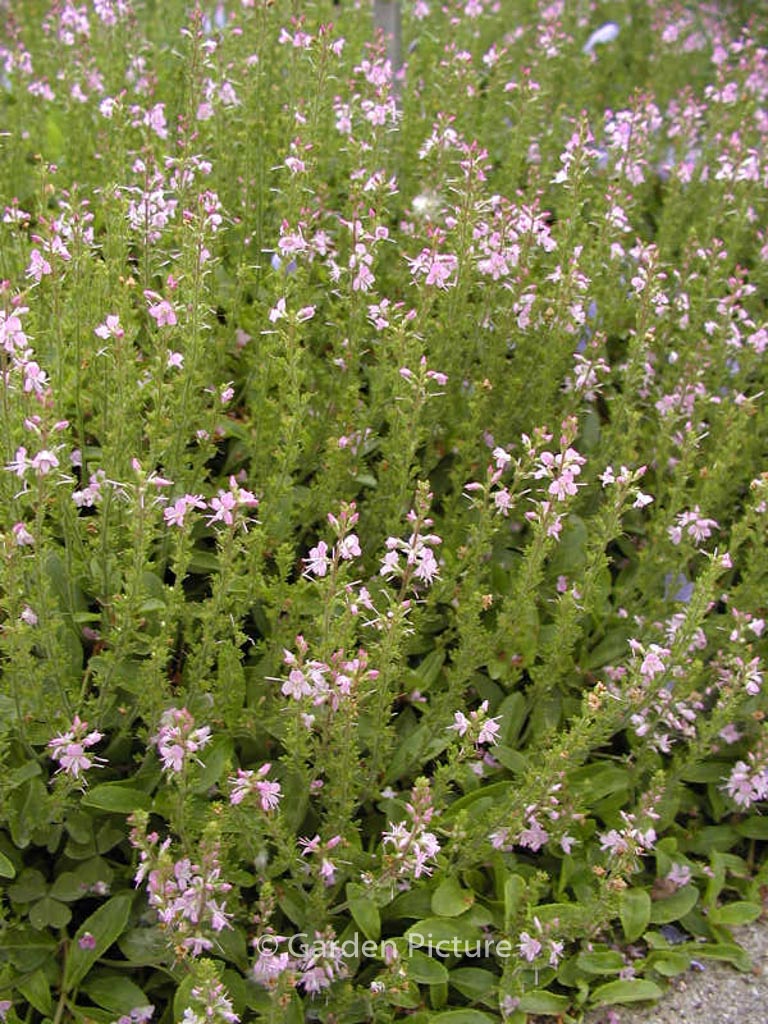 Veronica cantiana ‘Kentish Pink’