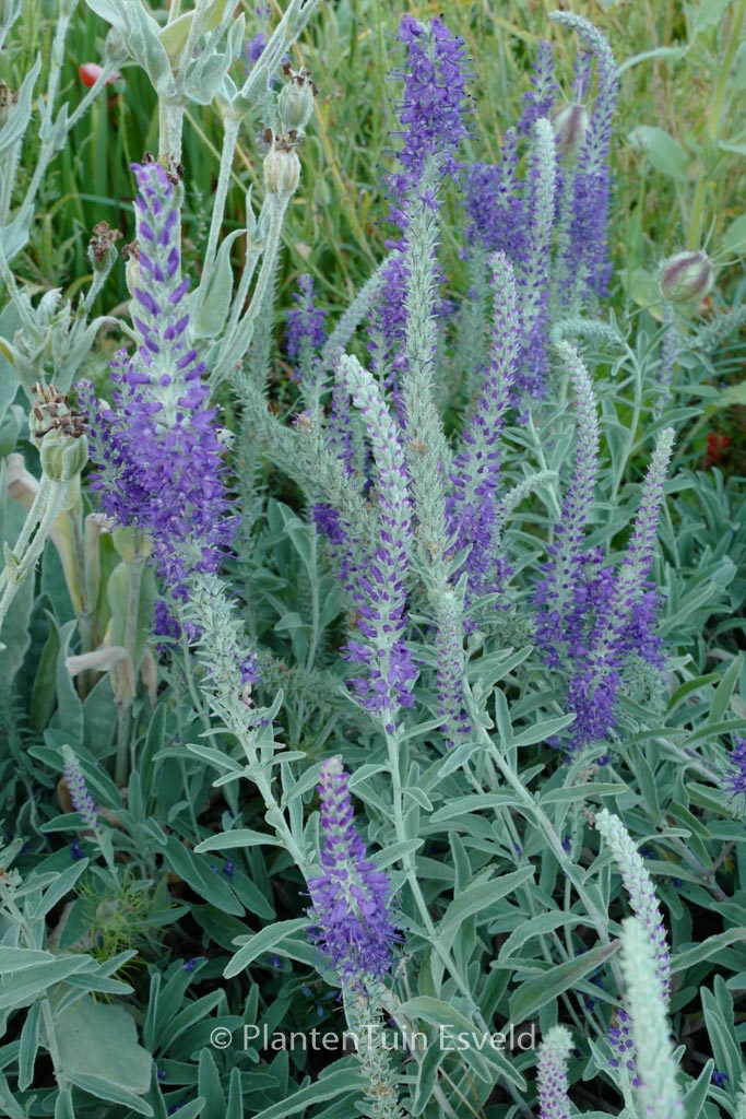 Veronica incana ‘Silberteppich’