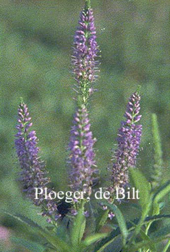 Veronica longifolia ‘Blaubuendel’
