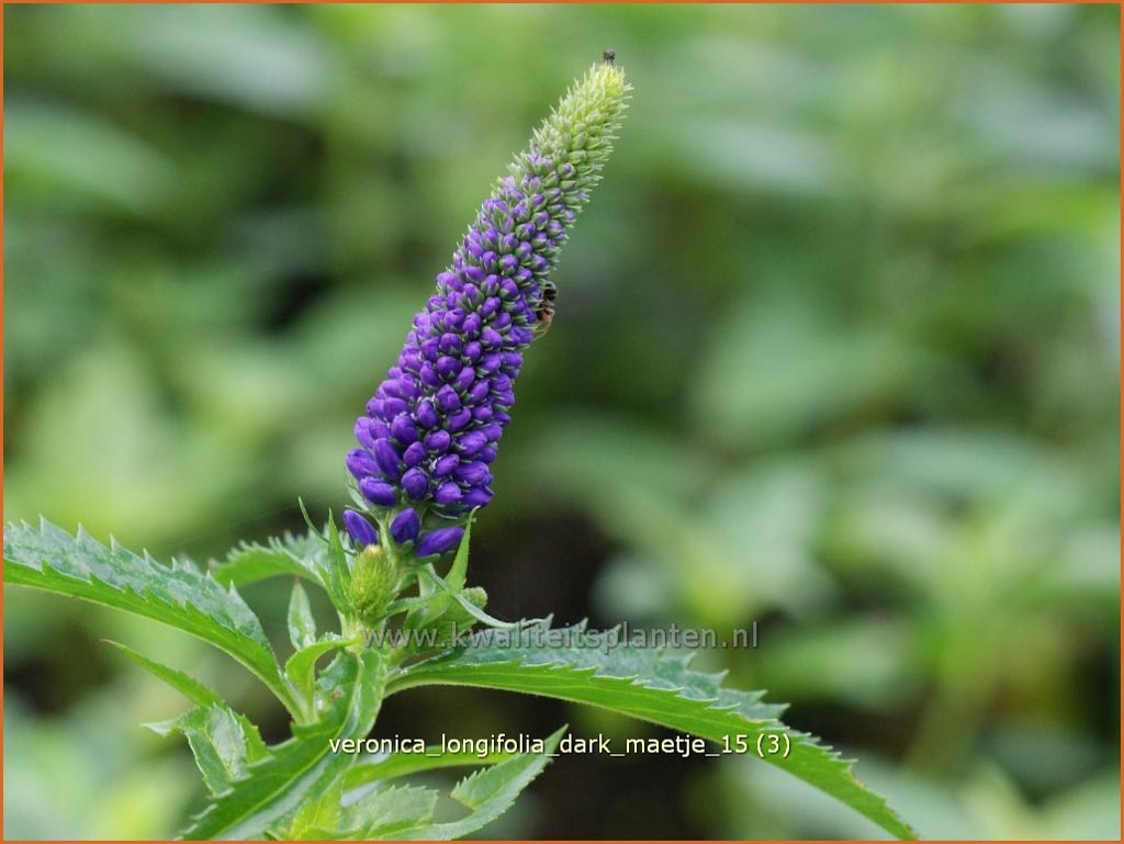 Veronica longifolia ‘Dark Maetje’