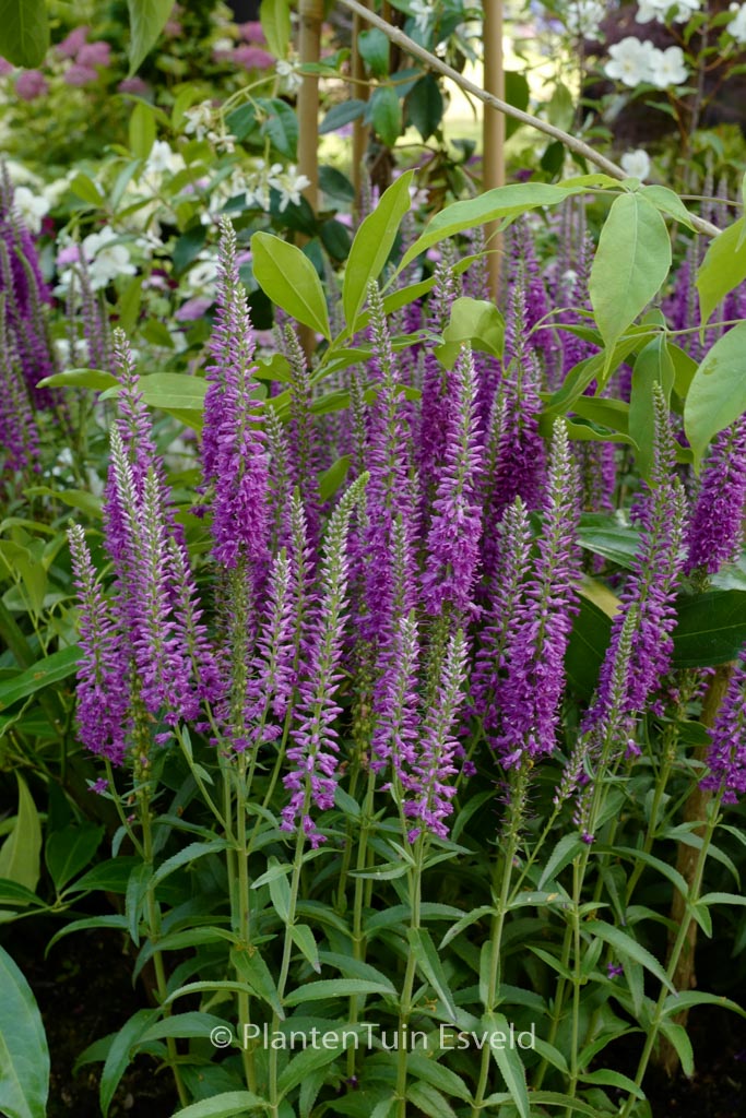 Veronica longifolia ‘Eveline’