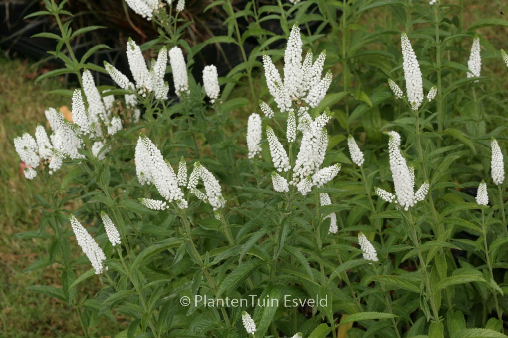 Veronica longifolia ‘First Lady’