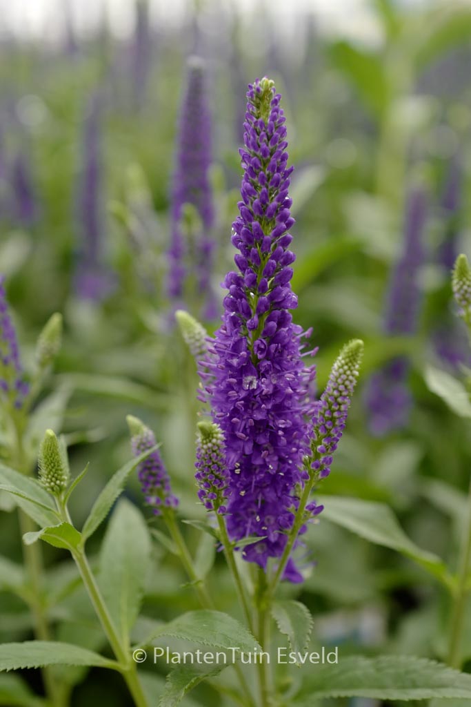 Veronica longifolia ‘Marietta’