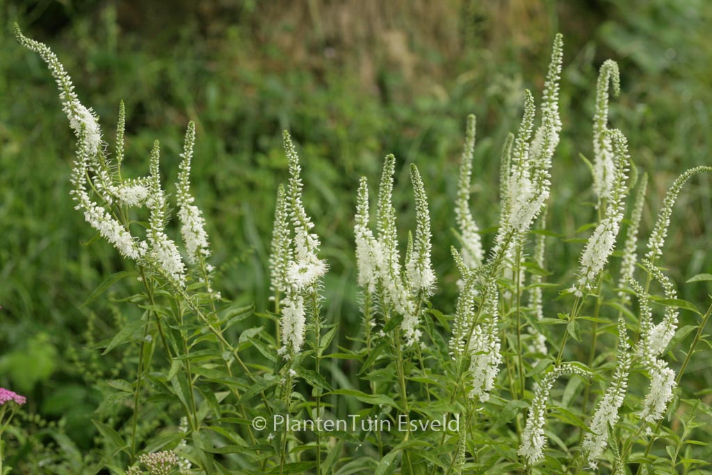 Veronica longifolia ‘Schneeriesin’