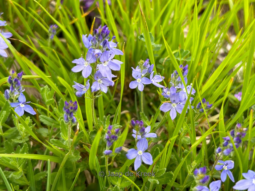 Veronica prostrata