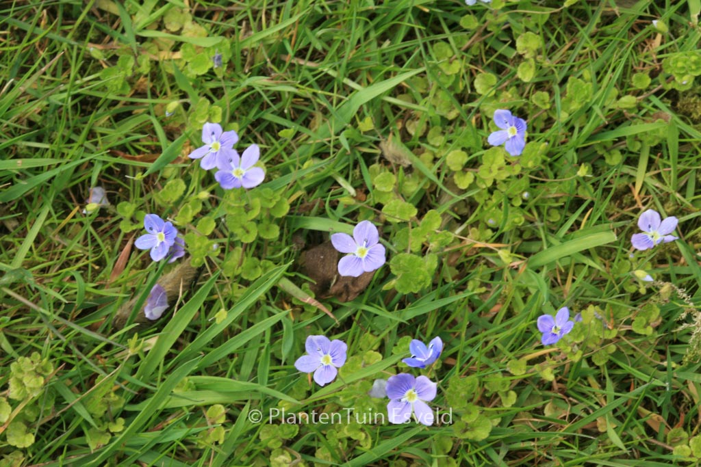 Veronica repens