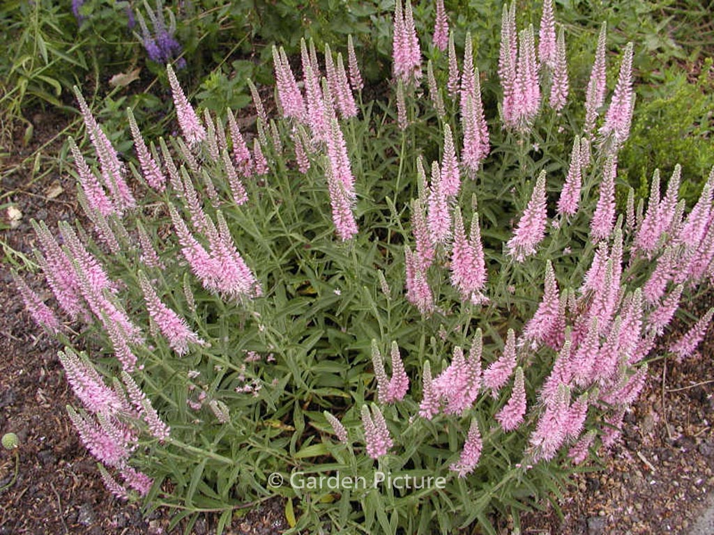 Veronica spicata ‘Heidekind’