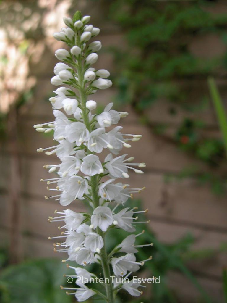 Veronica spicata ‘Icicle’