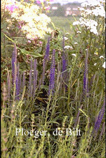 Veronica spicata ‘Romiley Purple’