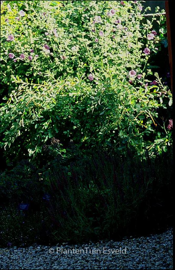 Veronica spicata ‘Rotfuchs’