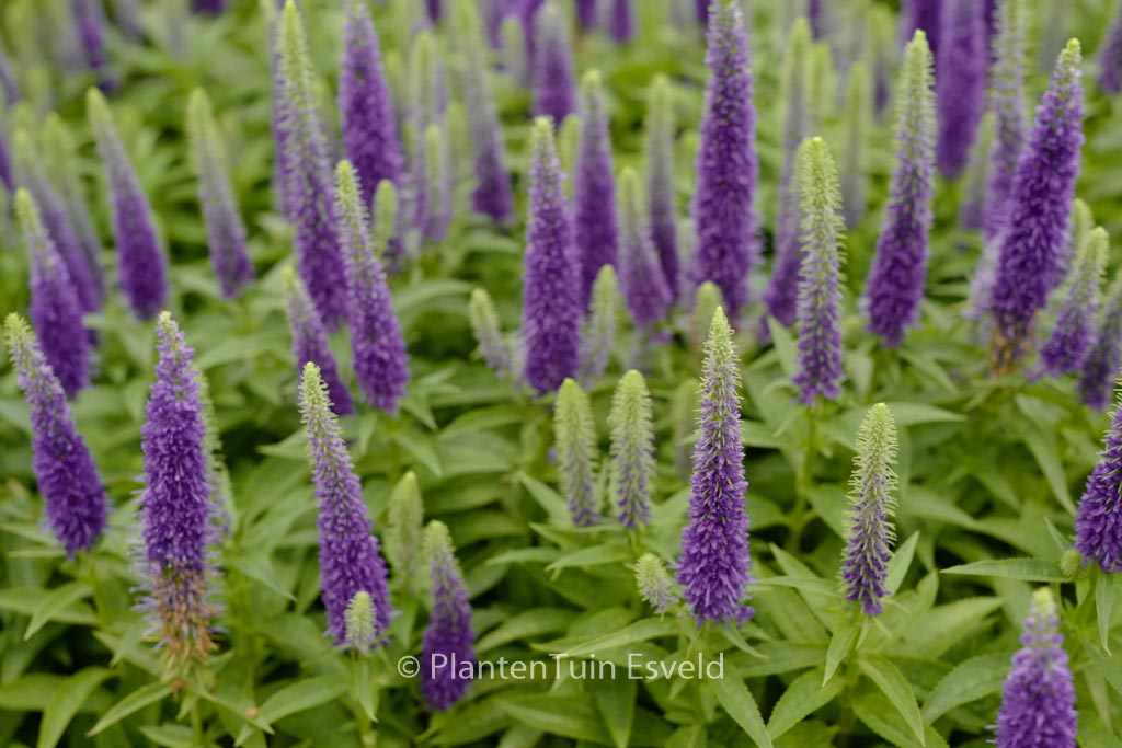 Veronica spicata ‘Ulster Dwarf Blue’