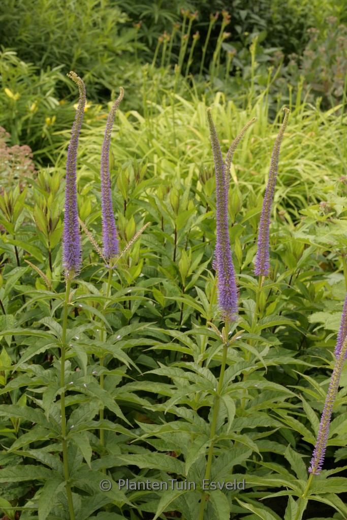 Veronicastrum sibiricum ‘Kobaltkaars’