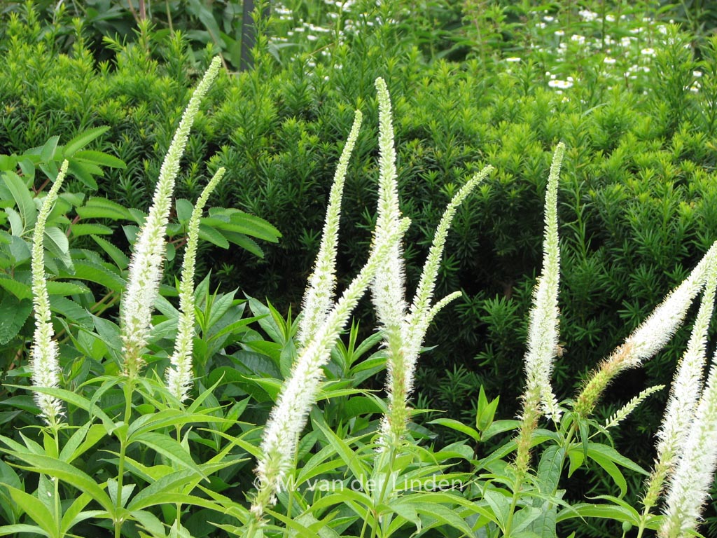 Veronicastrum virginicum ‘Album’