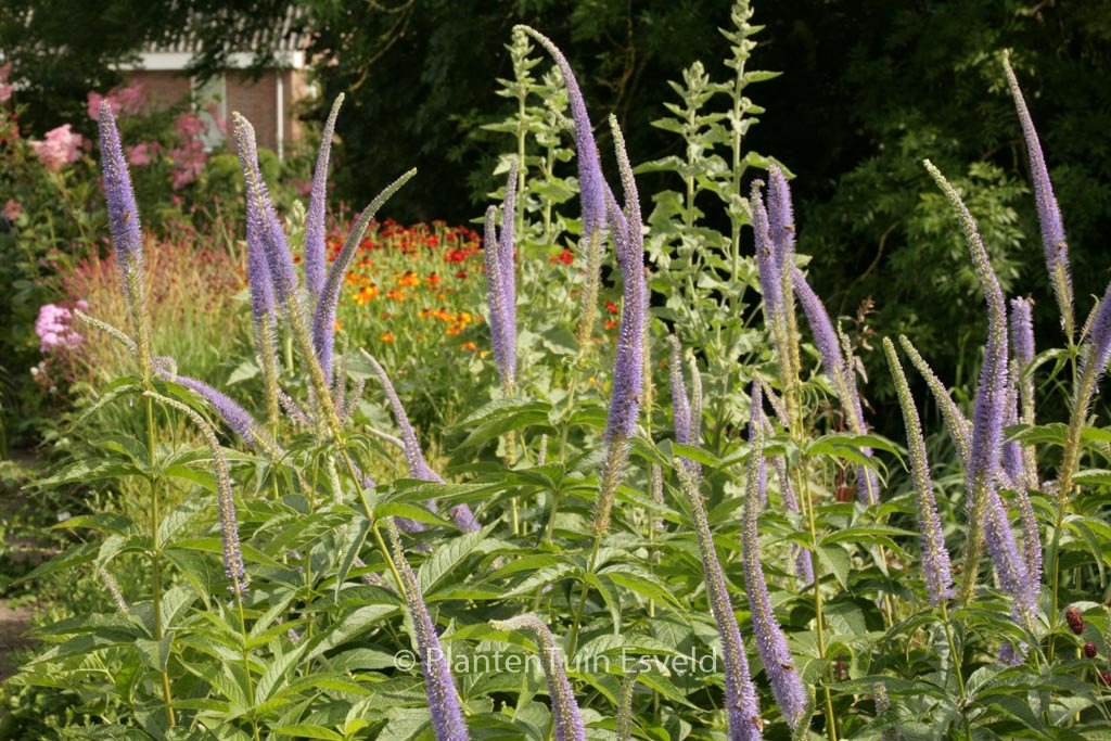 Veronicastrum virginicum ‘Apollo’