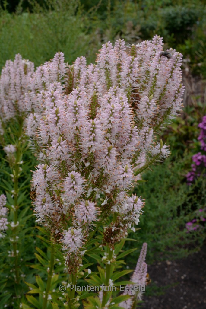 Veronicastrum virginicum ‘Challenger’