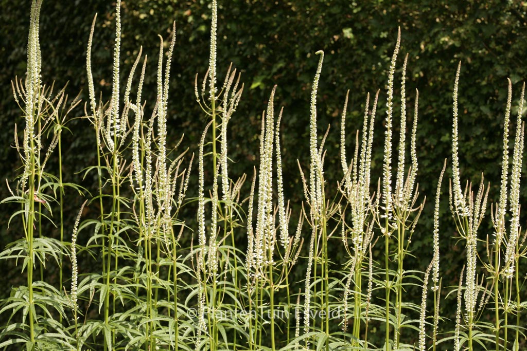 Veronicastrum virginicum ‘Diana’