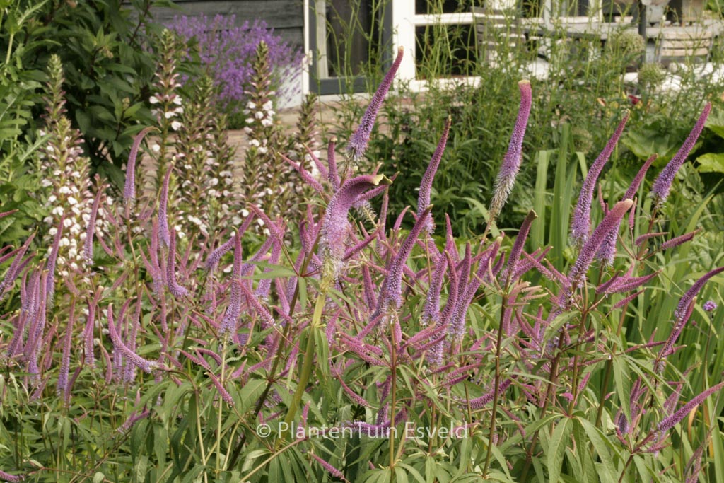 Veronicastrum virginicum ‘Fascination’