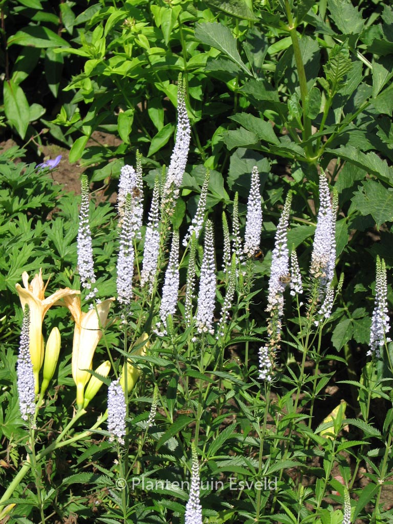 Veronicastrum virginicum ‘Lila Karina’