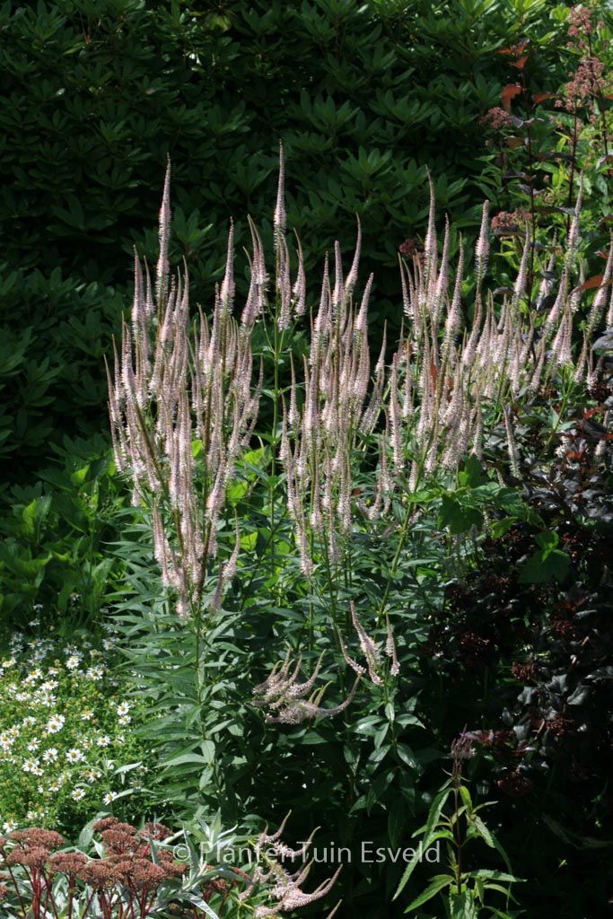 Veronicastrum virginicum ‘Pink Glow’