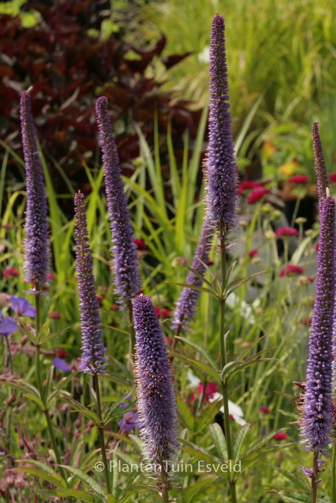 Veronicastrum virginicum ‘Red Arrows’