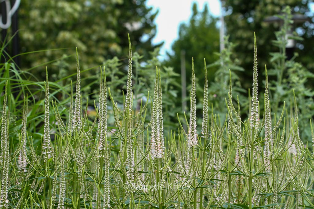 Veronicastrum virginicum ‘Roseum’