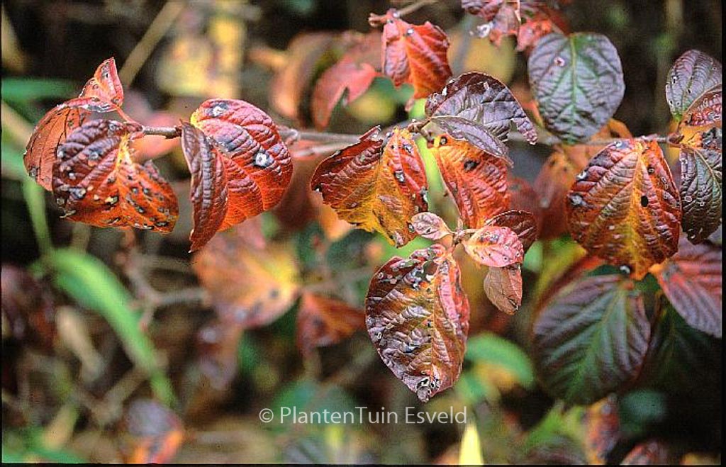 Viburnum ‘Chippewa’