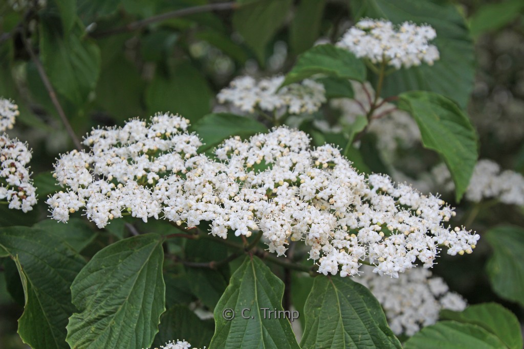 Viburnum ‘Huron’