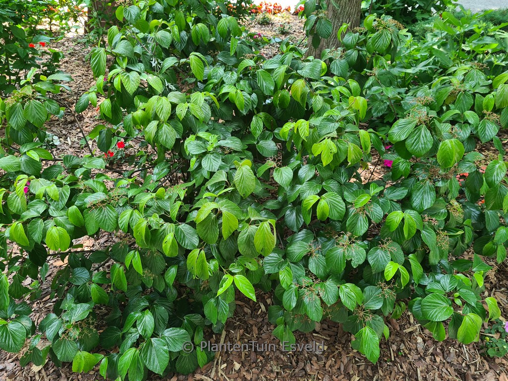 Viburnum ‘NCVX1’ (SHINY DANCER)