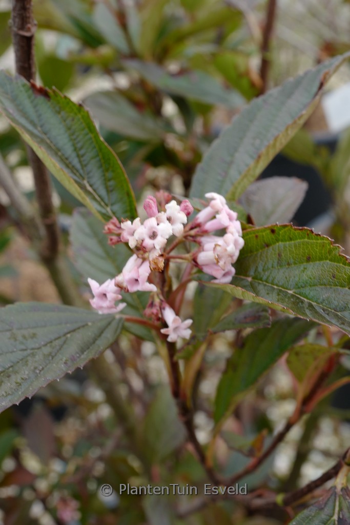 Viburnum ‘NCVX4’ (SWEET TALKER)