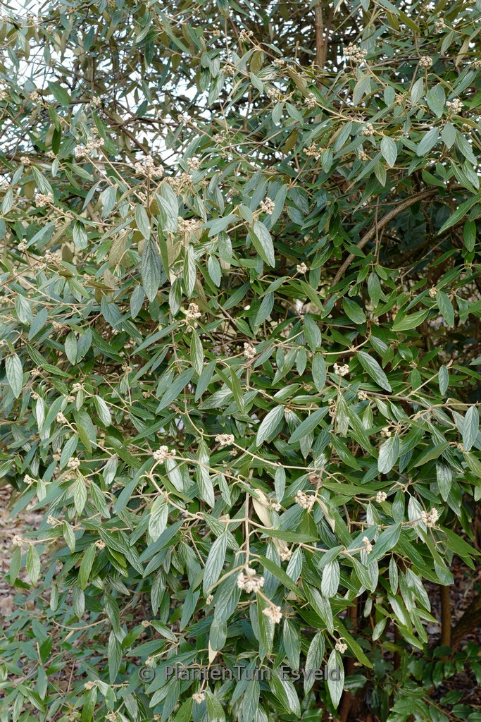 Viburnum ‘Pragense’
