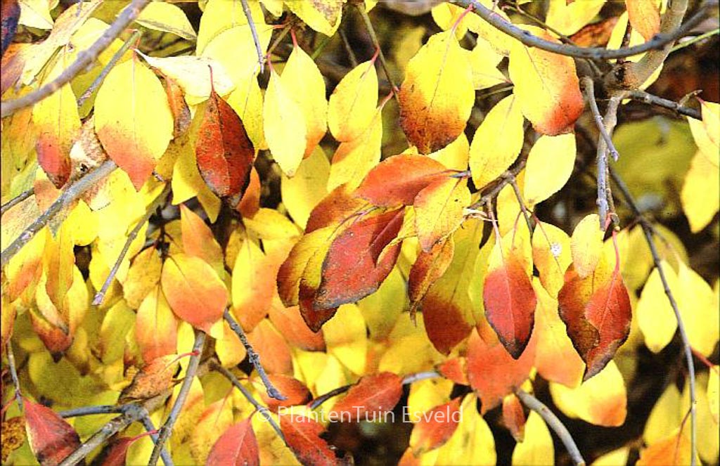 Viburnum ‘Royal Guard’