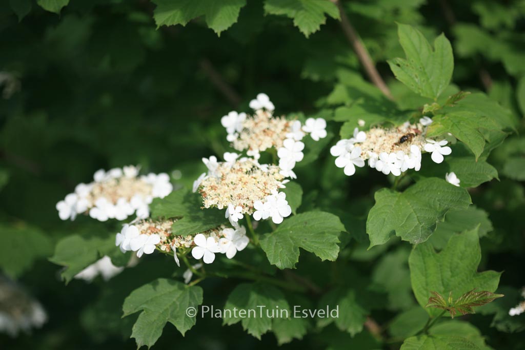 Viburnum acerifolium
