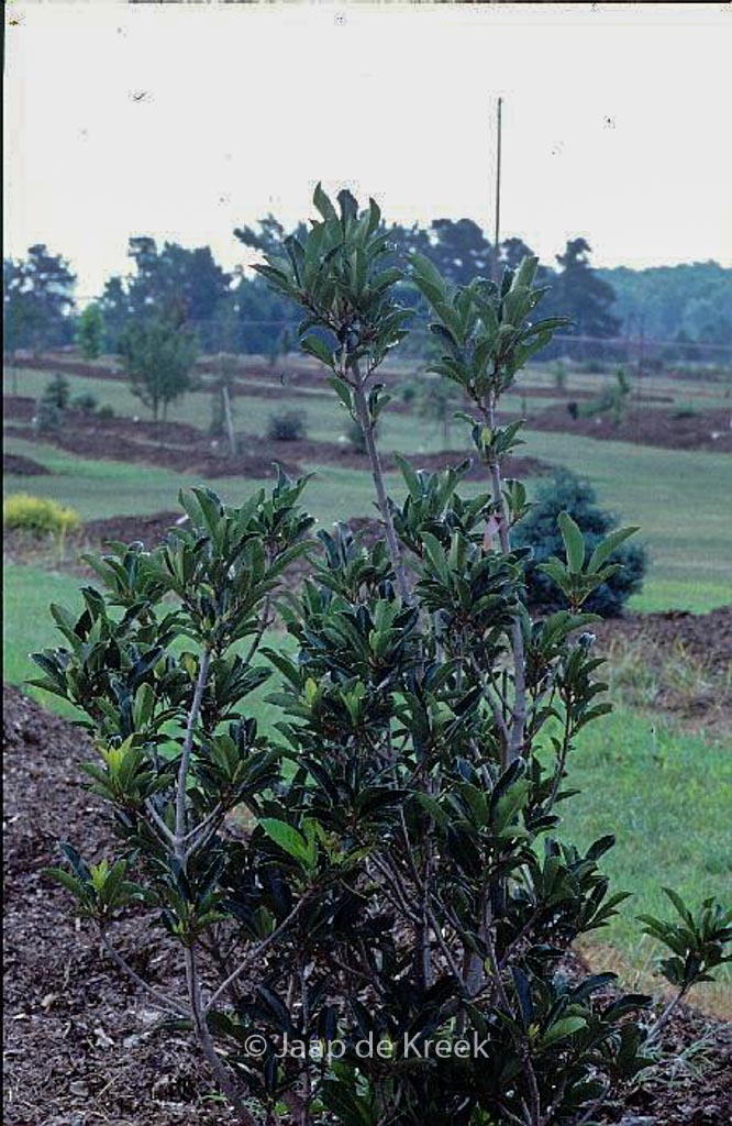 Viburnum awabuki ‘Chindo’