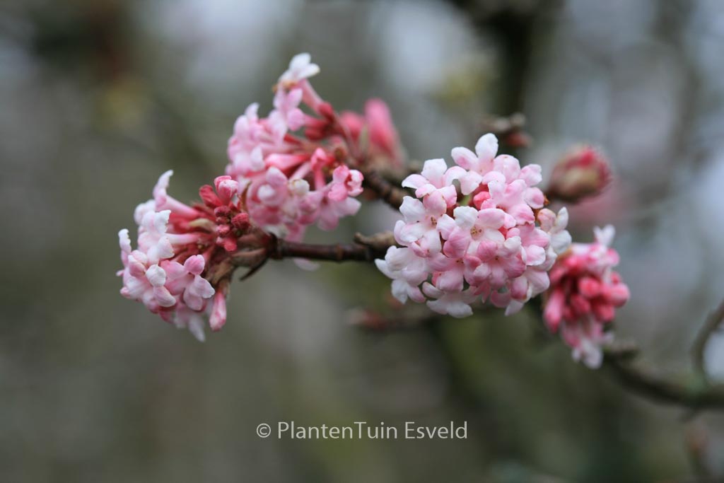 Viburnum bodnantense ‘Dawn’
