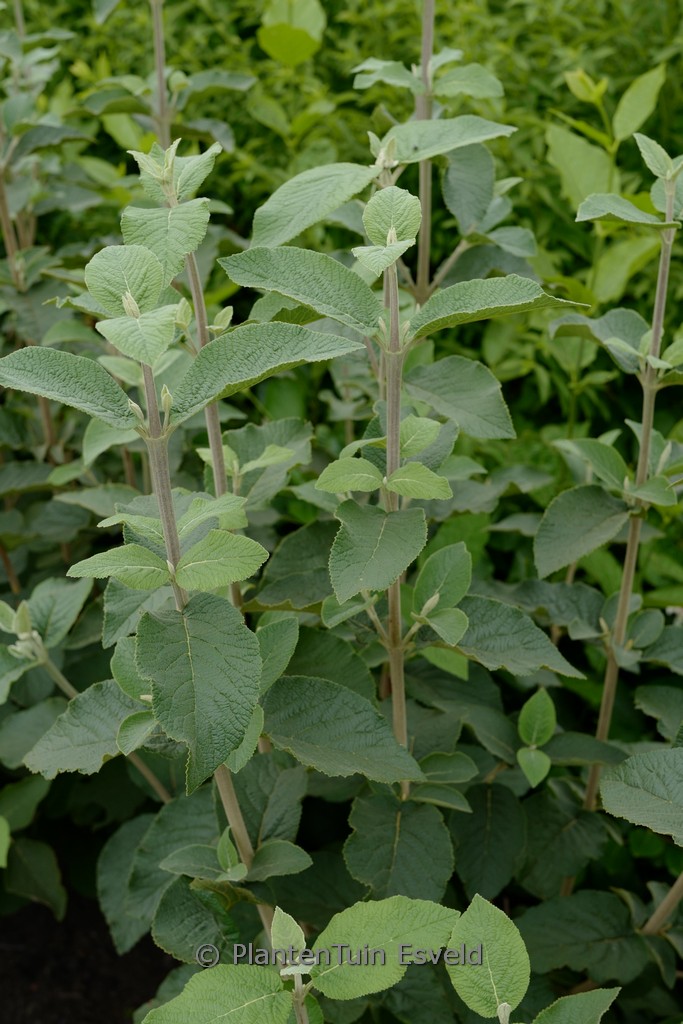 Viburnum burejaeticum