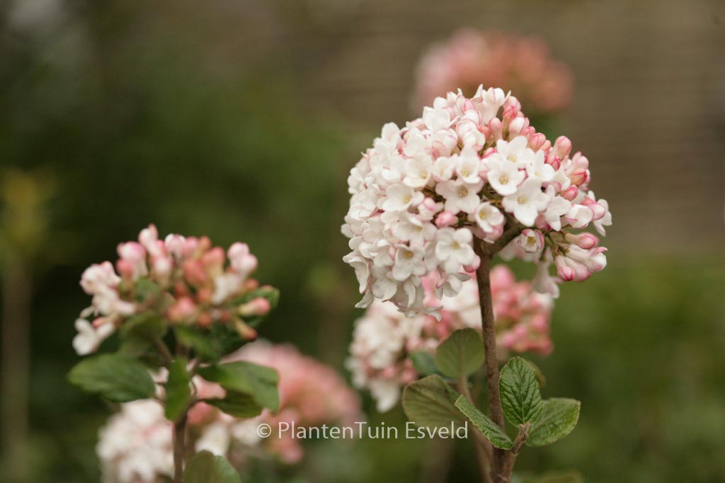 Viburnum burkwoodii ‘Anne Russell’