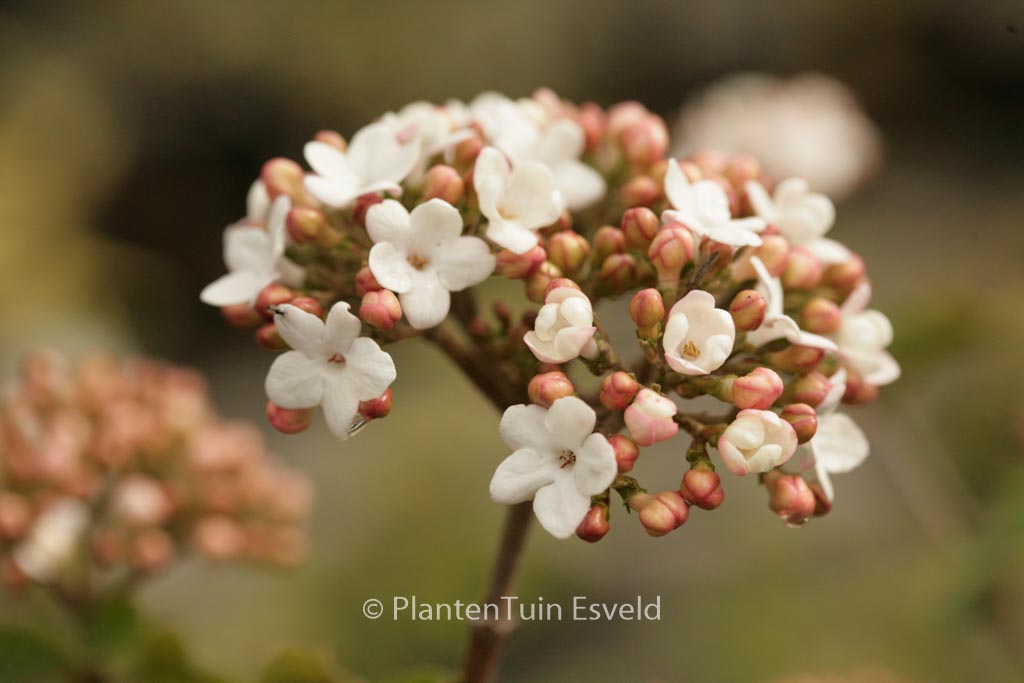 Viburnum carlcephalum
