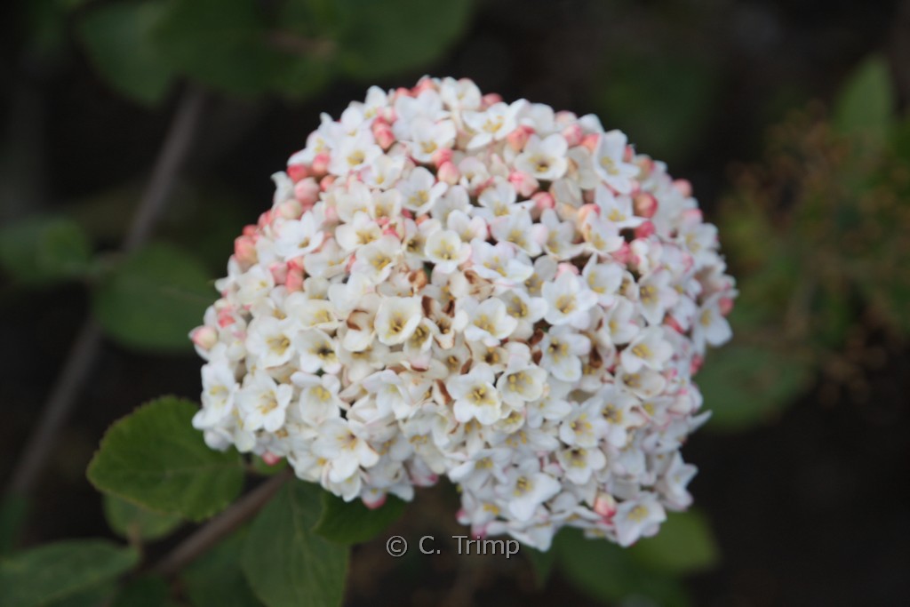 Viburnum carlesii