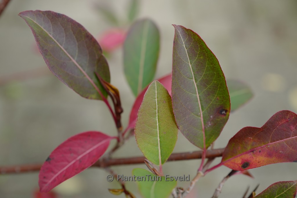 Viburnum cassinoides ‘SMNVCDD’ (LIL DITTY)