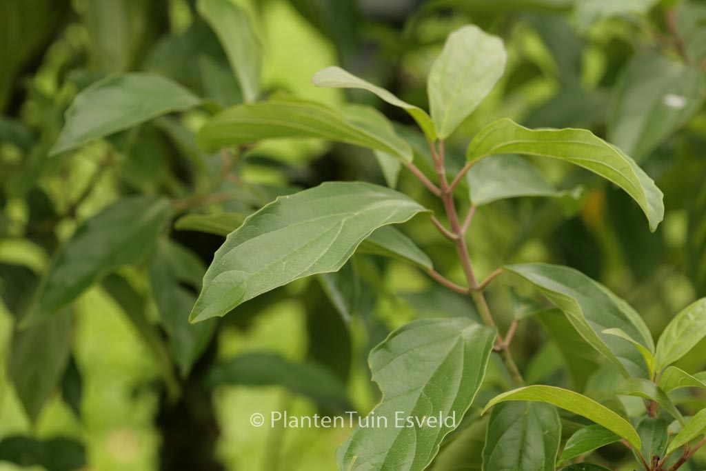 Viburnum cylindricum