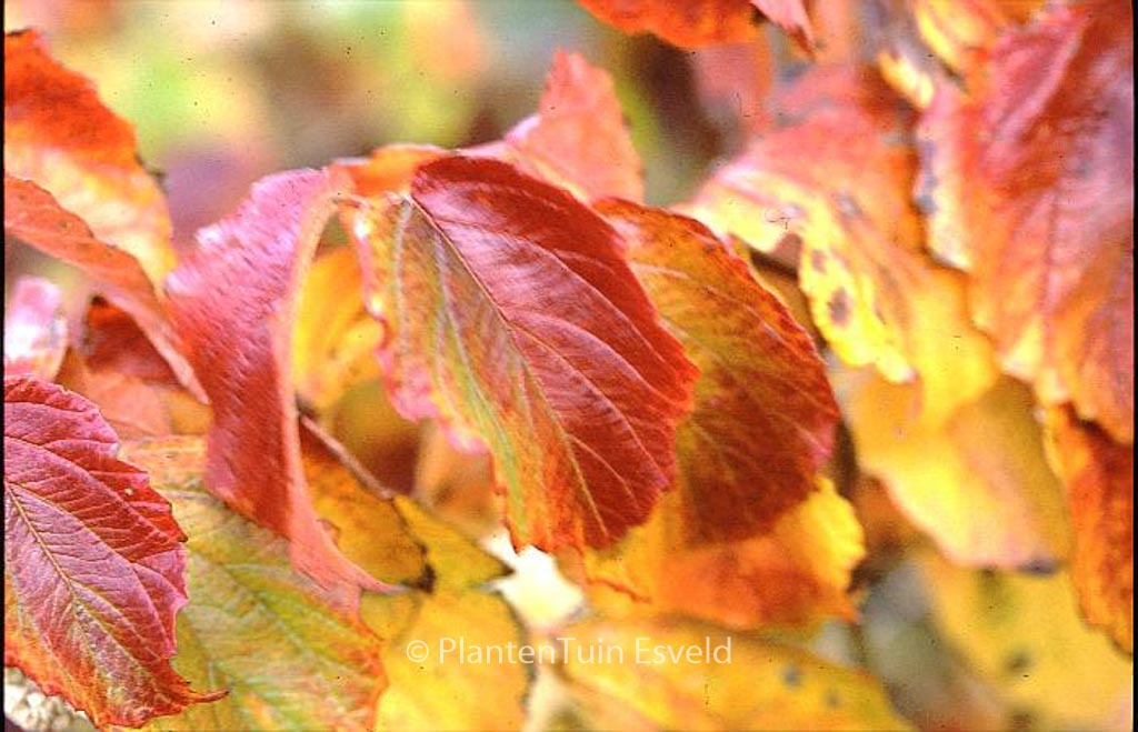 Viburnum dentatum ‘Moonglow’