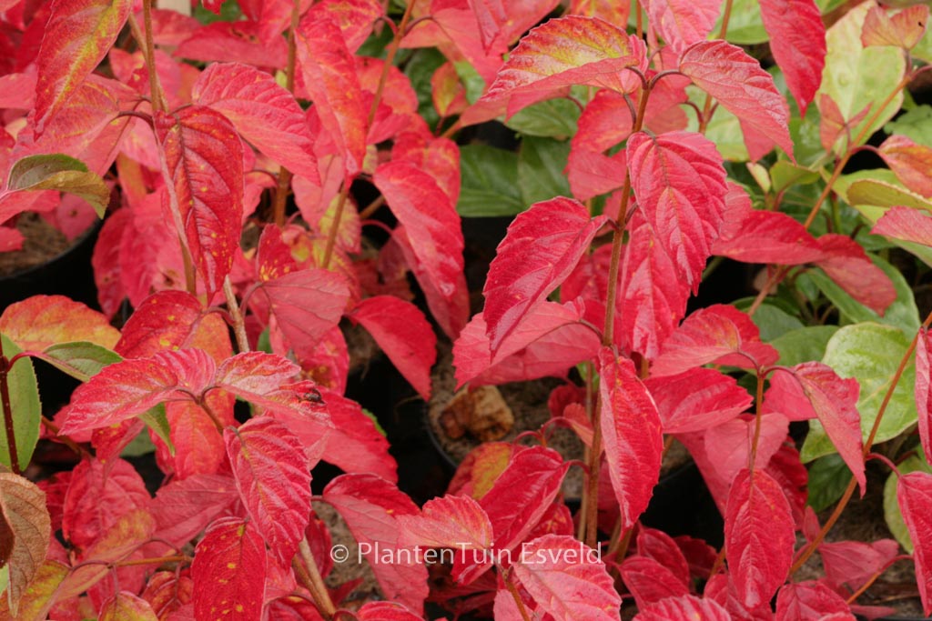 Viburnum dentatum ‘Morton’ (NORTHERN BURGUNDY)