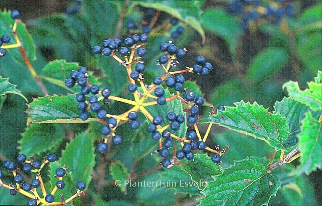 Viburnum dentatum ‘Pathfinder’