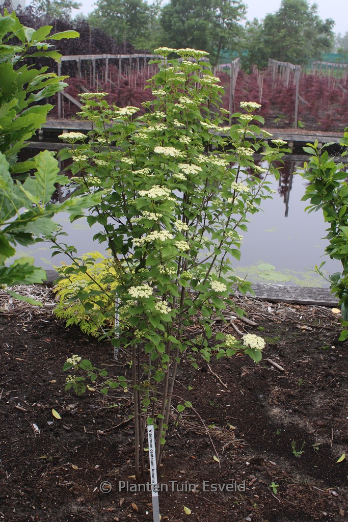 Viburnum dentatum ‘Ralph Senior’ (AUTUMN JAZZ