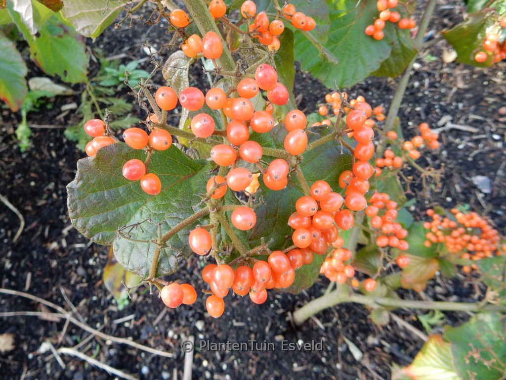 Viburnum dilatatum ‘Henneke’ (CARDINAL CANDY)
